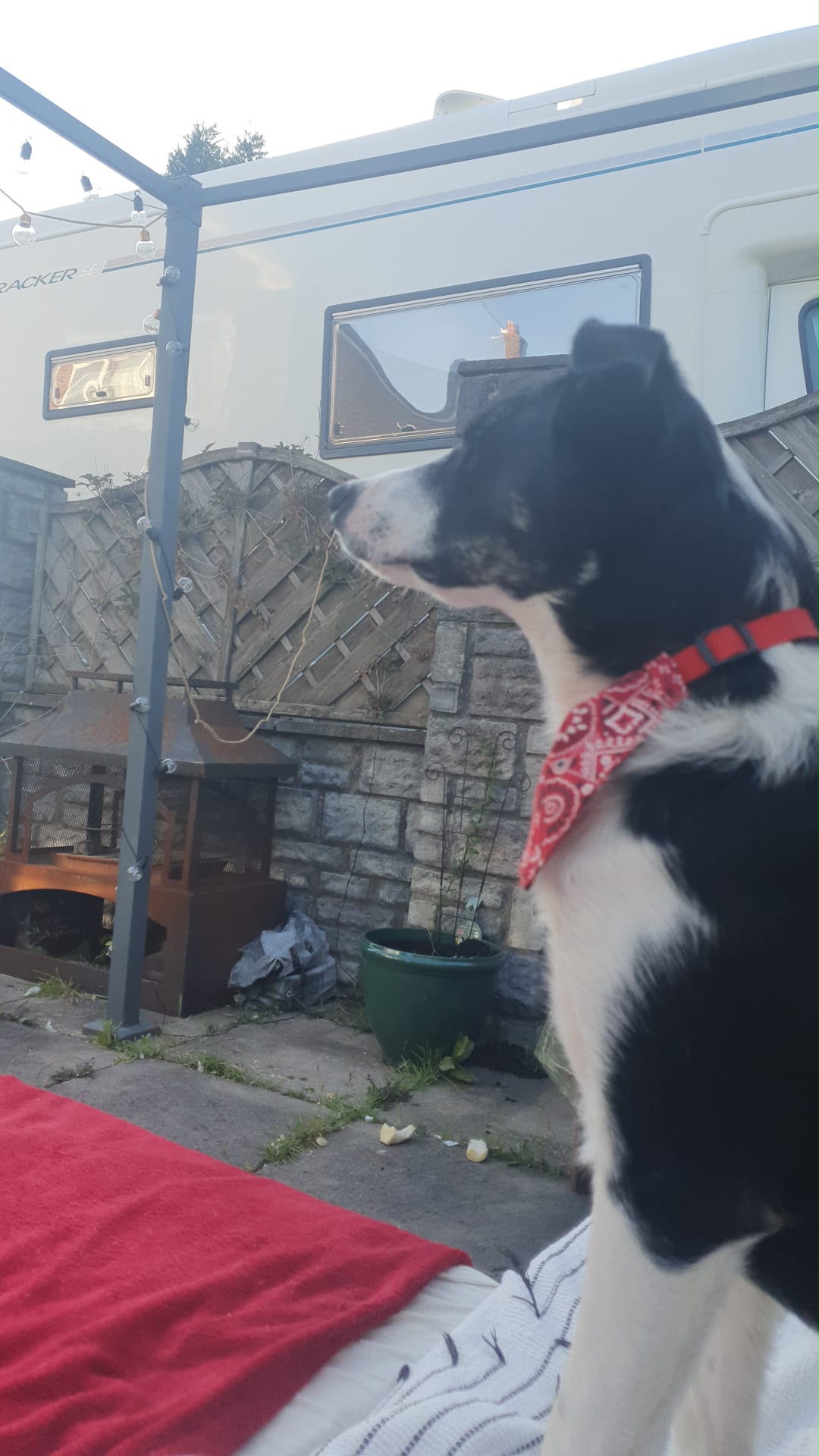 The real Zippy, a black and white Border Collie in a red bandana, keeping watch in the back garden